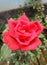 Best background Rose flower with green laves
