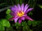 The Best Beautiful Lotus Purple  Flowers