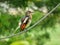 The best click of the Day.  This Bird is the most beautiful I have ever seen.