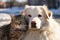 Best friends Cat enjoys a snowy ride on the dogs back