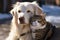 Best friends Cat enjoys a snowy ride on the dogs back