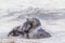 Best friends forever. Pair of grey seals hugging. Animal friendship