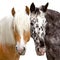 Best friends-Head of a Haflinger and Knabstrupper Horse.