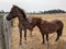 Best friends, horses, Kynton