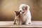 Best friends - kitten and small fluffy dog