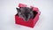 Best gift - chinchilla in a red box