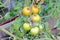 Best Girl Tomatoes Ripening in Garden