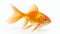 The Best Goldfish In 2017: Photorealistic Renderings With Precisionist Style