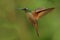 Best humminbirds of Ecuador