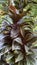 Best image of cordyline fruticosa or ti plant