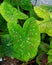 Best Indian caladium bicolor nice looking image