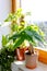 Best indoor plants to purify the air in the bedroom