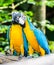 Best of kissing sweet macaw, blue-winged macaw, yellow-blue macaw