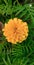 Best marigold flower