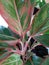 Best morning view of aglonema on the pot