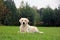 Best pedigree dog Golden Retriever lying on the green grass