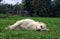 Best pedigree dog Golden Retriever lying and resting on the green grass