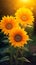 The best photo of 3 sunflowers that are beautiful and realistic. Natural blur background,8k
