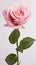 The best photo of blooming pink roses, 1 bud, beautiful and realistic on a white background, 8k