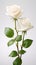 The best photo of blooming white roses, bud, beautiful and realistic on a white background, 8k