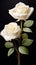 The best photo of blooming yellow pink white roses, bud, beautiful and realistic on a black background, 8k