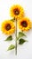 The best photo of sunflowers that are beautiful and realistic on a white background, 8k
