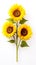 The best photo of sunflowers that are beautiful and realistic on a white background, 8k