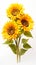 The best photo of sunflowers that are beautiful and realistic on a white background, 8k