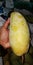 Best size of Golden mango from Thailand