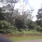 Best  T-junction  road  with green  trees tall trees