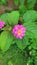 Best Trailing lantana with Beautiful Pink Color