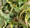 Best Vitamins and Minerals Green Swiss Chard