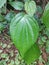 Betal Leaves betel leaf