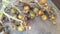 Betal nut fruits isolated on wood backgroud.