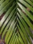 Betal palm leaf