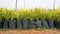 Betel or areca nut plant saplings kept in plastic cover cultivation in a nursery garden in India near Hour, Tamilnadu, India