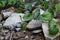 Betel growing in the garden Can be used as herbs