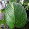 Betel ivory is a semi-epiphytic vine that people usually plant to decorate their yard or room.