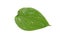 Betel leaf