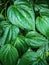 betel leaf beauty