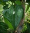 Betel leaf, betel tree which has many health benefits