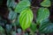 betel leaf with a blurred background in the garden. Betel is a native Indonesian plant with medicinal properties that grows vines