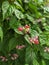 Betel Leaf Flower has pink color