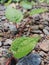 Betel leaf on the ground