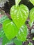 Betel leaf grows clay in the forest