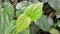 Betel leaf is an herbal plant that is very suitable for planting in the yard