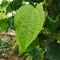 Betel leaf medicine leaf