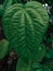 Betel leaf is a native Indonesian plant that grows vines or leans on other tree trunks