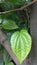 Betel leaf is a native plant from Indonesia that grows on vines or leans on other tree trunks.  medicinal plants