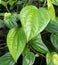 Betel leaf is a plant that is often used to get rid of body odor